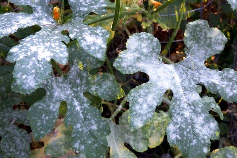 Powdery Mildew | Garden Pests & Diseases | Gardening Tips Organic Insecticide, Zucchini Plants, Clover Seed, Strawberry Seed, Garden Pest Control, Plant Diseases, Powdery Mildew, Ground Cover Plants, Wild Strawberries