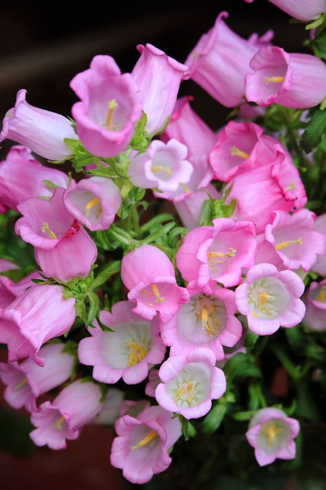 "DESCRIPTION: NAME:  Rose Pink Canterbury Bells SCIENTIFIC NAME:  Campanula Medium COLOR:  Rose Pink PLANT SEEDS:  Outdoors after frost / Indoors weeks before last frost PLANT HEIGHT:  32\" PLANT SPACING:  10\" BLOOM TIME:  May - July HARDINESS ZONE:  3 - 9 LIGHT REQUIREMENTS:  Sun - Part Shade SOIL & WATER PREFERENCES:  Average QUANTITY:  200 Seeds OTHER:  Canterbury Bells are one of my favorite Campanulas. The flower stalks covered in 2\" wide single bell-shaped blooms make an excellent cut fl Campanula Flowers, Bell Shaped Flowers, Canterbury Bells, Bell Flowers, Light Pink Flowers, Pink Plant, Plant Seeds, Nothing But Flowers, Plant Spacing