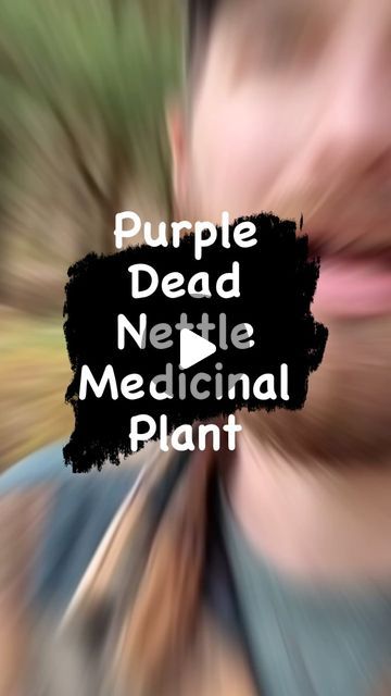 Camping || Hiking || Outdoor Survival on Instagram: "Purple Dead Nettle Medicinal Plant

Drop a 💚 if you enjoyed the video

Follow us @camfleeoutdoors for regular camping and koutdoor content!

🎥 Credits - @woodsboundoutdoors 

.

.

.

.

#nationalpark #mountains #hikingday #mountainlake #topofthemountain #hikemoreworryless #hack #hikingtrip #viralvideos #viral #outdoors #adventure #survival #hacks #flashlight d" Natural Healing Remedies, Herbal Oil, Outdoor Survival, Edible Plants, Natural Medicine, Medicinal Plants, Medical Advice, Hiking Trip, Natural Healing