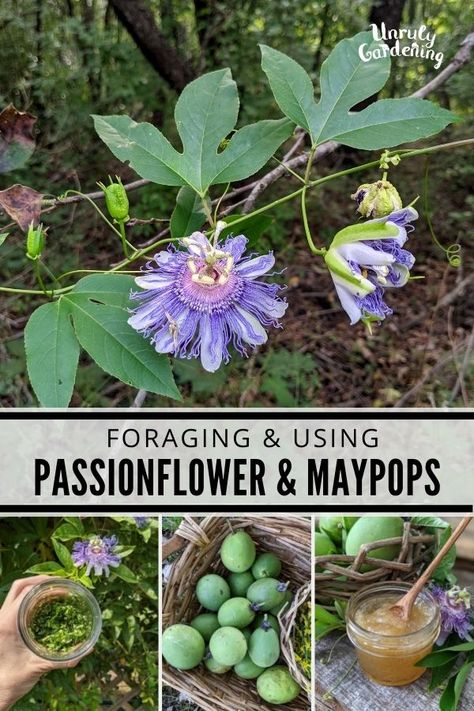 Growing & Foraging Passionflower & Maypops (+ ways to use them!) - Unruly Gardening Passionflower Tincture Benefits, Passionflower Recipes, Passionflower Benefits Herbs, Maypop Recipes, Passionflower Tincture, Maypop Passion Flower, Holistic Plants, Passion Flower Benefits, Herbal Properties