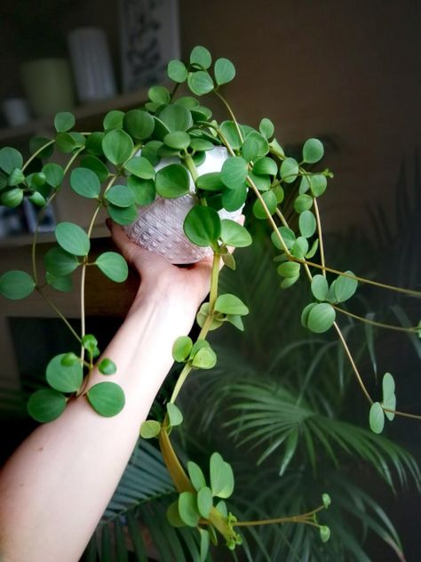 Peperomia Hope, Plant Obsession, Decorative Plants, Plant Wishlist, Household Plants, Plants Are Friends, Starter Plants, Plant Aesthetic, House Plants Decor