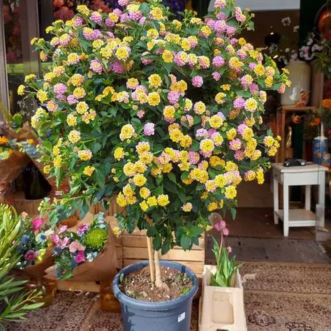 Lantana Tree In Pots, Lantana In Pots, Lantana Flowers In Pots, Lantana Tree, Lantana Bush, Yellow Lantana, Lantana Flower, Lantana Plant, Cockle Shells