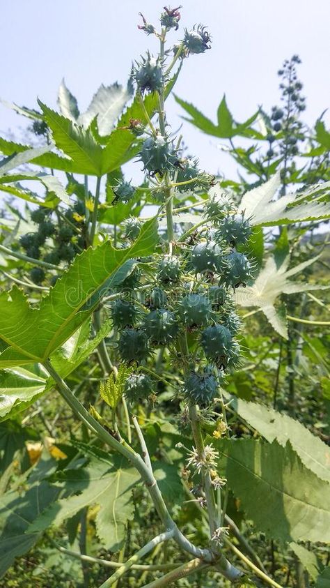 Photo about Ricinus communis, the castor bean or castor oil plant, is a species of perennial flowering plant in the spurge family, Euphorbiaceae. Image of arandi, plant, castor - 218438862 Castor Oil Plant, Castor Plant, Castor Bean Plant, Castor Bean, Bean Plant, Oil Plant, Morning Glory, Spring 2023, Castor Oil