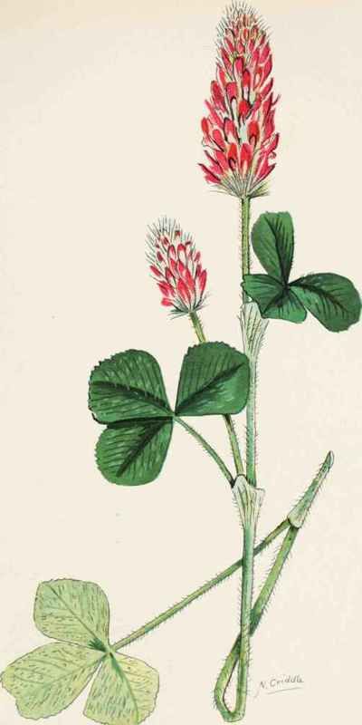 Plate 17. CRIMSON CLOVER (TriFolium incarnatum L ). Crimson Clover Aesthetic, Crimson And Clover, Crimson Clover Tattoo, Crimson Clover, Crimson And Clover Tattoo, Clover Seed, Clover Tattoos, Clover Flower, Botanical Tattoo