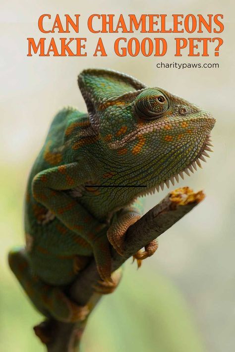 Chameleon Facts, Types Of Chameleons, Pet Chameleon, Chameleon Care, Wax Moth, Jackson Chameleon, Classroom Pets, Veiled Chameleon, Male Vs Female