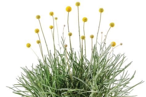 Craspedia Flower, Garden Retreat Ideas, French Cottage Garden, Beach House Garden, Black Thumb, Very Beautiful Flowers, Billy Buttons, Australian Native Plants, Zone 5