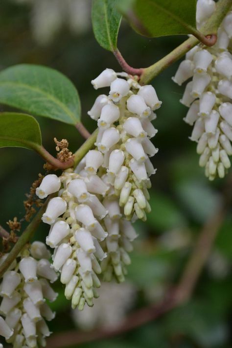 Drooping leucothoe (Leucothoe fontanesiana) may be drooping, but it certainly has us perking up! These cascading clusters of bell-like flowers could inspire a hundred fairytales. Look for these dainty, dropping plants in our Hillside Garden and Peirce’s Woods. Leucothoe Fontanesiana, Drooping Flowers, Drop Flowers, Hillside Garden, Longwood Gardens, What To Draw, Blossom, Plants, Flowers