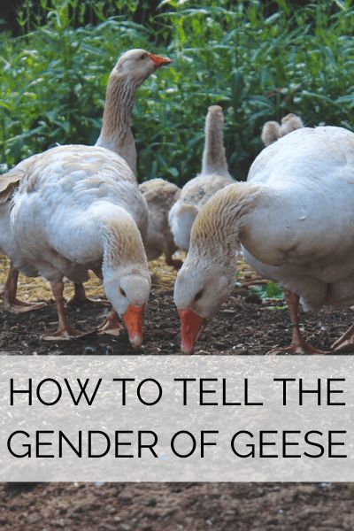 It can be a little difficult to tell whether you have a goose or a gander. Other than a few autosexing breeds, geese mostly look the same for both sexes. Goose Enclosure Ideas, Goose Shelter Ideas, Goose Pen Ideas, Goose Coop Ideas, Goose Habitat, Goose House Ideas, Geese Coop, Geese House Ideas, Geese House