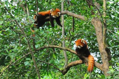 Red pandas!!! :D Red Panda Habitat, Female Panda, Panda Habitat, Panda Facts, Sleeping Panda, Fluffy Teddy Bear, Red Pandas, San Diego Zoo, Animal Habitats