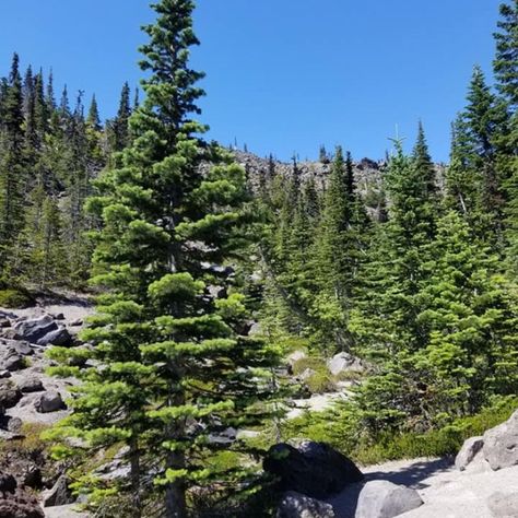 Subalpine Fir | Nature With Us Subalpine Fir, Tree Removal, Conifer Trees, Tree Service, Tree Trimming, Wild Plants, Wildflower Seeds, North America, Wild Flowers