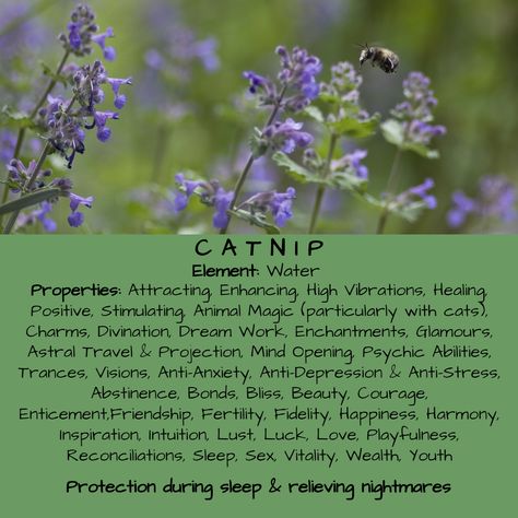 Catnip Herb Magical Properties & Uses, Herbology Plantain Magical Properties, Chickweed Magical Properties, Catnip Herb Benefits, Marjoram Magical Properties, Herb Properties Witch, Rice Magical Properties, Catnip Magical Properties, Blue Cornflower Magical Properties, Turmeric Magical Properties