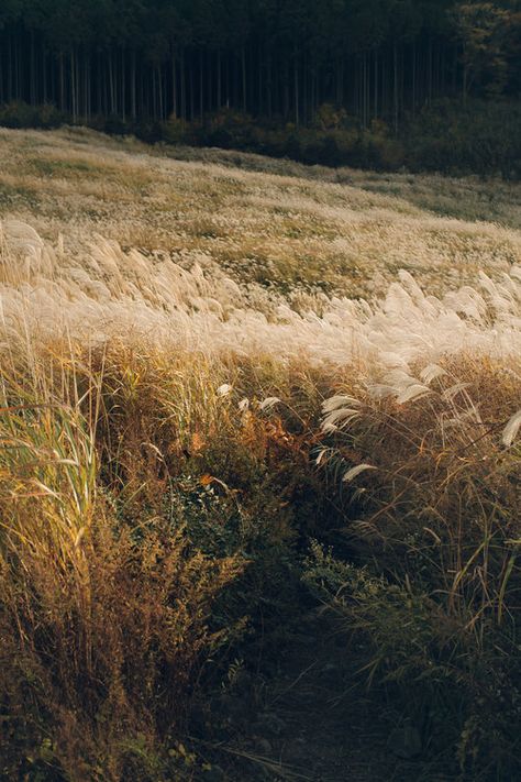 Sengokuhara on the Hakone Loop - Haarkon in Japan. Pampas Grass Field, Golden Grass Field, Tropical Greenhouses, Miscanthus Sinensis, Grass Field, Hakone, Amsterdam Travel, 3d Video, Fields Photography