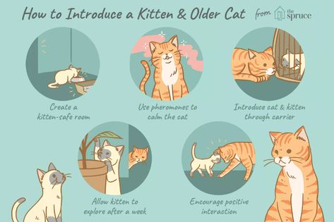 Cat Having Kittens, Low Maintenance Pets, Pet Things, New Kitten, Cat Language, Older Cats, Cat Info, Cat Hacks, Pet Mom