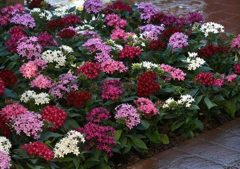 Pentas Lucky Star® - Mix Annual Flowers, Pink Blossom, Flower Bed, Lucky Star, Yard Landscaping, Garden Seeds, Live Plants, Front Yard Landscaping, Garden Beds