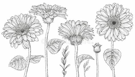 Gerbera flowers stock illustration Daisy Drawing, Gerbera Flower, Flower Drawing Tutorials, Flowers Vector, Gerber Daisies, Flower Art Drawing, Floral Drawing, Desenho Tattoo, Gerbera Daisy