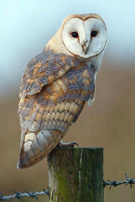 Owl Photography, Barn Owls, Owl Photos, Owl Pictures, Beautiful Owl, Owl Tattoo, Owl Bird, Airbrush Art, Owl Art