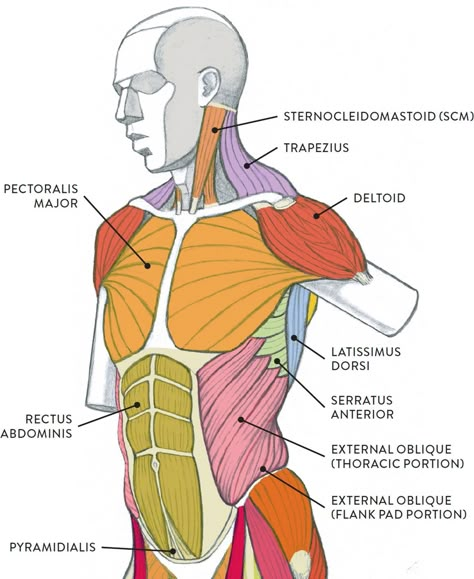 Muscles Diagram, Torso Muscles, Neck Muscle Anatomy, Body Muscle Anatomy, Muscle Diagram, Drawing Group, Rectus Abdominis, Human Muscle Anatomy, Muscles Of The Neck