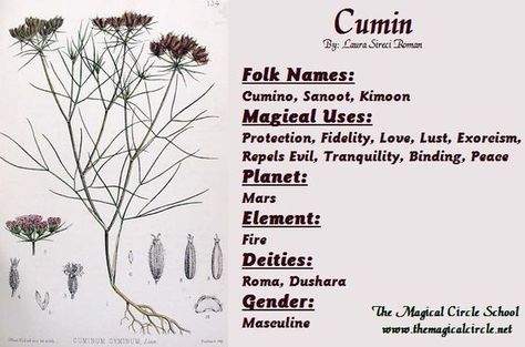 Magical Properties Of - Cumin Cumin Magical Properties, Herbal Correspondences, Plant Magick, Magical Circle, Magickal Herbs, Witch Herbs, Medical Herbs, Witch Garden, Magic Herbs