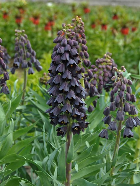 Fritillaria persica (Persian Lily) #fritillaria #plantopedia #FloweringPlant #flowers #FloweringPlants #flower #blooming #FlowerGarden Persian Lily, Fritillaria Persica, Fall Perennials, Goth Garden, Perennial Bulbs, Gothic Garden, Plum Flowers, Black Garden, Cut Flower Garden