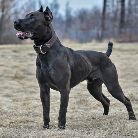 Canis Panther Dogs, Canis Panther, Big Dogs Breeds, Biggest Dog In The World, Dogs Tattoo, Biggest Dog, English Dogs, Bully Breeds Dogs, Shelter Dog