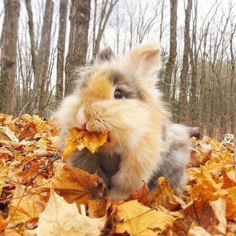 Autumn Animals, Cute Bunny Pictures, Fluffy Cows, Fluffy Bunny, Bunny Pictures, Pet Bunny, Cute Animals Images, A Bunny