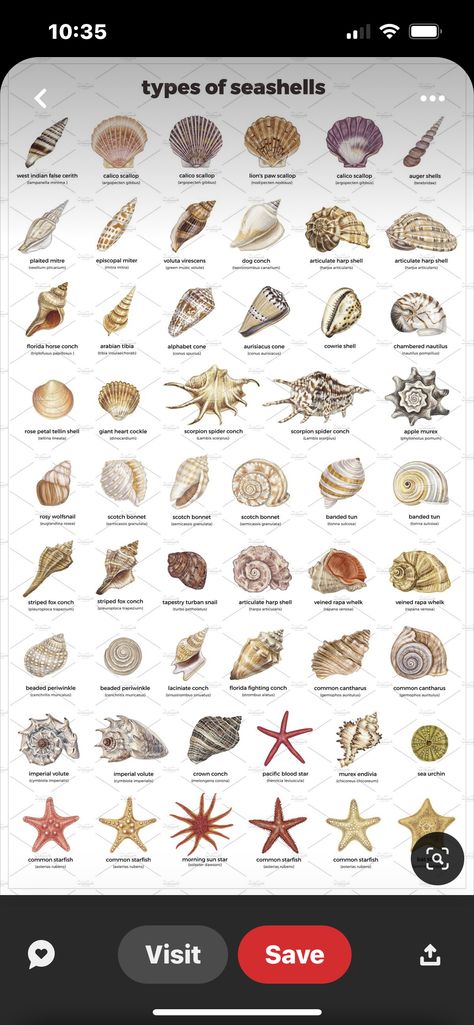 Seashell Identification Australia, Seashell Identification Chart, Seashell Meaning, Shell Names, Scilly Islands, Shell Types, Ocean Journal, Florida Shells, Seashell Identification