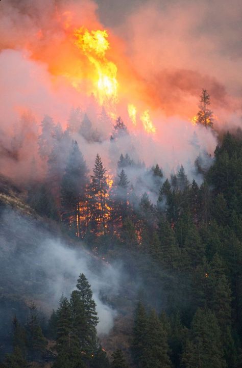 Wildland Fire, Wildland Firefighter, Same Energy, Forest Sunset, Visual Search, Fire Image, Fire Photography, Wild Fire, Forest Fire