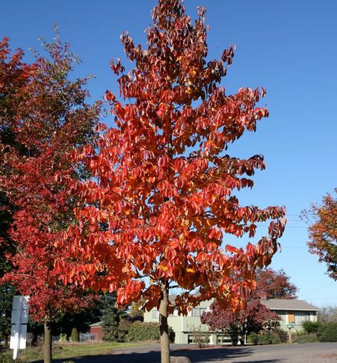 Black Gum Tree, Nyssa Sylvatica, Best Shade Trees, Plant Store, Large Trees, Strep Throat, Shrub Roses, Red Fall, Landscape Plan