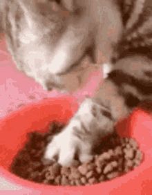 cat eating gif - Google Search Cat Eating Food, Eating Gif, Eating Cereal, Cat Eating, Eating Food, Funny And Cute, Cat Gif, Animated Gifs, Cat Memes