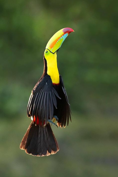 Keel-billed Toucan (Ramphastos sulfuratus) / Toucan à carène / Image by sambathsubbaiah (Sambath Subbaiah) from instagram Keel Billed Toucan, Types Of Fruit, Majestic Animals, Gods Creation, Weird Animals, From Instagram, Birdy, Reptiles, Animals Beautiful