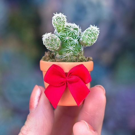 Mini Cactus Garden, Succulent Outdoor, How To Grow Cactus, Succulents Wallpaper, Succulent Photography, Tiny Cactus, Succulent Garden Diy, Succulent Art, Mini Cactus