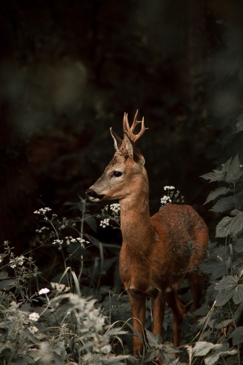 Gemma Doyle, National Geographic Photo Contest, Fallow Deer, Roe Deer, Mule Deer, Manx, A Deer, Woodland Creatures, Animal Planet