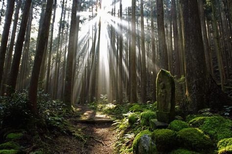 Forest Bathing: ‘Shinrin-Yoku’ is spiritualism and science combined Yakushima, Japanese Forest, Shinrin Yoku, Mont Fuji, Serenity Now, Forest Bathing, Wild Forest, Wakayama, Kumamoto