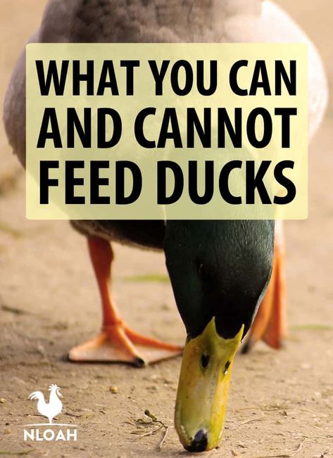 Duck House Plans, Duck Pens, Duck Feed, Backyard Ducks, Duck Breeds, Duck Coop, Duck Farming, Muscovy Duck, Raising Ducks