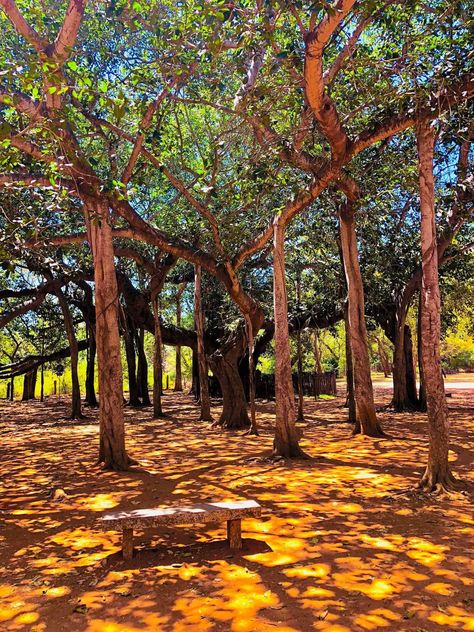 Auroville , Pondicherry , India. Auroville Photography, Auroville Pondicherry, Pondicherry India, Pondicherry, Green Building, Park Bench, Chennai, Type 3, Photography Ideas