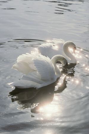 Angelcore Aesthetic, Angel Aesthetic, White Swan, + Core + Aesthetic, Swan Lake, Ethereal Art, Light Makeup, Swans, White Aesthetic