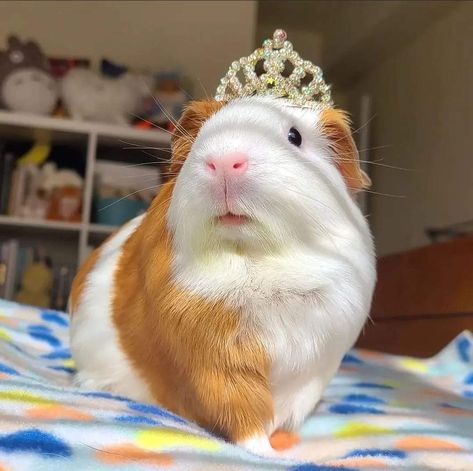 Majestic Hair, Pig Pics, Guinea Pigs Funny, Baby Guinea Pigs, Pig Pictures, Pet Guinea Pigs, Little Creatures, Cute Small Animals, Guinea Pig Care