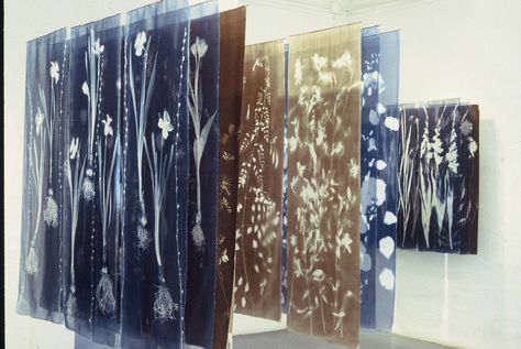 Shadow Gardens  (installed 2004 at Visual Arts Centre of Clarington), cyanotype and van dyke on silk organza. Courtesy of the artist Sally Ayre. Silk Screen Art, Sun Prints, Religious Architecture, Photography Exhibition, Experimental Photography, Exhibition Display, Visual Media, Photography Magazine, The Vision