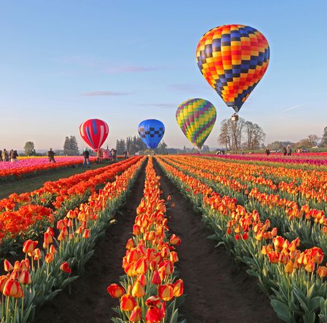 Wooden Shoe Tulip Festival in Oregon Silverton Oregon, Oregon Garden, Air Ballons, Silver Falls State Park, Oregon Photography, Hot Air Balloon Festival, Tulip Festival, Wooden Shoe, Air Balloon Rides