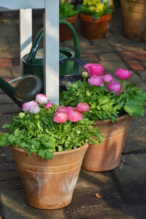 Ranunculus Centerpiece, Ranunculus Garden, Potted Garden, Ranunculus Flowers, Have Inspiration, Garden Containers, Garden Pictures, Spring Bulbs, Love Garden