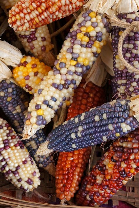 21 Cozy Fall Decor Ideas * Autumn Decorating | Montana Happy Indian Corn Decor, Indian Corn Decorations Fall Displays, Dry Corn Decor, Everything Autumn, Flint Corn, Harvest Corn, Outside Paint, English Cottage Decor, Dried Corn