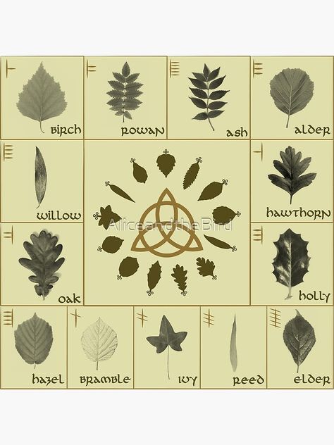 Celtic Writing, Tree Leaf Identification, Alphabet Tree, Celtic Folklore, Celtic Paganism, Ogham Alphabet, Leaf Identification, Tree Identification, Nature School