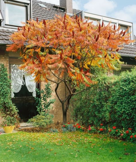 Katsura Tree - Bower & Branch Red Shrubs, Rhus Typhina, Staghorn Sumac, Planting Zones, Katsura Tree, Landscaping Shrubs, Backyard Plants, Dogwood Trees, Deciduous Trees