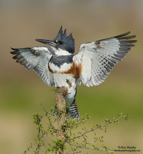 Belted Kingfisher, found in US and Canada Florida Birds, Belted Kingfisher, King Fisher, Song Birds, Kingfisher Bird, Bird Carving, Backyard Birds, Bird Pictures, Exotic Birds