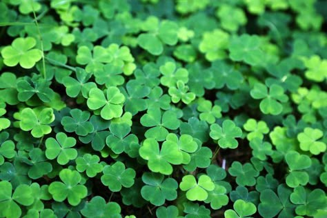 Clover Meaning, 5 Leaf Clover, Shamrock Plant, Irish Symbols, Wood Sorrel, Lucky Leaf, Saint Patties, Clover Green, The Grass