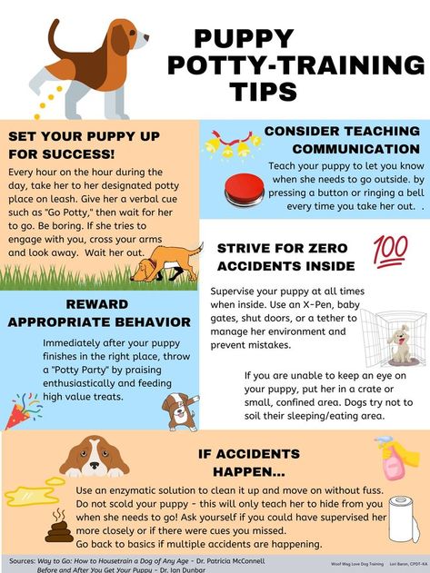 Poodle Training, Puppy Potty Training Tips, Puppy Schedule, Puppy Potty Training, Puppy Training Schedule, New Puppy Checklist, Dog Remedies, Puppy Mom, Puppies Tips