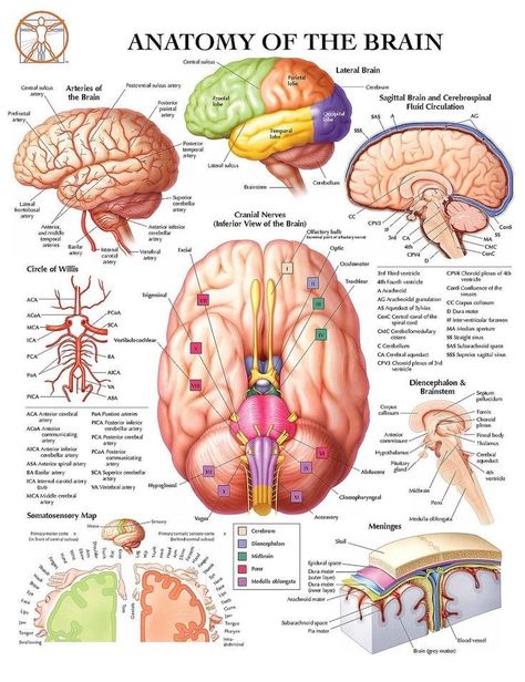 Anatomy Of The Brain, Brain Anatomy And Function, Nurse Meme, Poster Anatomy, Learn Biology, Basic Anatomy And Physiology, Nurse Study Notes, Biology Facts, Medical Student Study