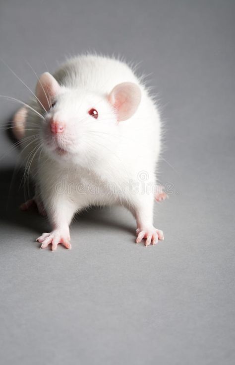 White rat. White laboratory rat on grey background , #sponsored, #rat, #White, #laboratory, #background, #grey #ad Rat Cage Ideas, Rat Pfp, Rats Cute, White Laboratory, White Rat, Rat Tattoo, Dumbo Rat, Animals Tattoo, Rat Cage