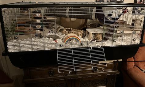 This is the new, extra large version of the Savic Plaza cage https://www.youtube.com/watch?v=jmtXc-8IYD8 Large Hamster Cages, Hamster Cage Ideas, Hamster Ideas, Hamster Habitat, Hamster Cages, Hamster Cage, Hamsters, Rats, Habitat