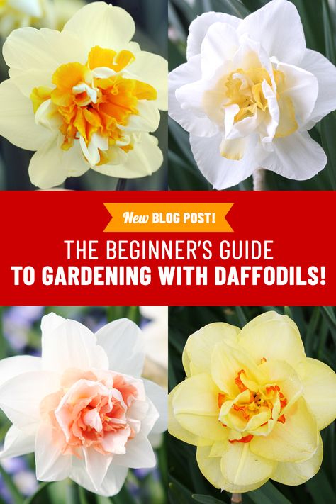 Everything you want to know about growing daffodils! Where to plant daffodils, when to plant daffodils, how to plant daffodils and all the different types of daffodils. #daffodilbulbs #daffodils How To Plant Daffodils, Types Of Daffodils, How To Grow Daffodils, Daffodil Garden Ideas, Daffodil Planting Ideas, When To Plant Daffodil Bulbs, Daffodil Planting, Woodland Garland, Daffodils Planting